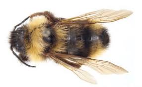 Attēlu rezultāti vaicājumam “Bombus”