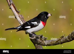 Image result for Pheucticus ludovicianus