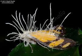 Attēlu rezultāti vaicājumam “Akanthomyces aculeatus”