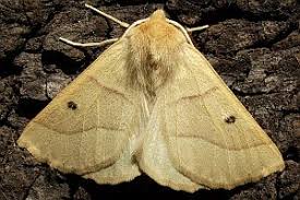 Attēlu rezultāti vaicājumam “Crocallis elinguaria imago”