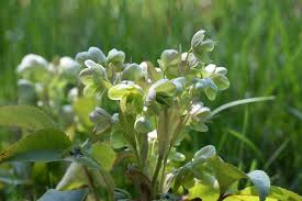 Image result for Nieswurz