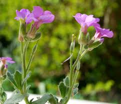 Attēlu rezultāti vaicājumam “Aubrieta deltoidea flower”