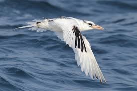 Image result for Phaethon aethereus