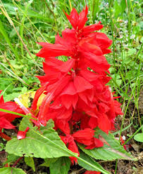 Image result for Salvia splendens
