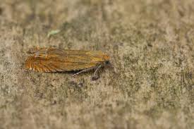 Attēlu rezultāti vaicājumam “Lathronympha strigana”