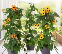 Image result for schwarzäugige Susanne