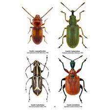 Attēlu rezultāti vaicājumam “Coleoptera”