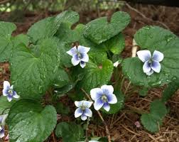 Attēlu rezultāti vaicājumam “Viola sororia”