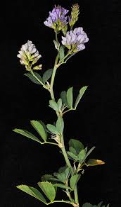 Attēlu rezultāti vaicājumam “Medicago sativa subsp. sativa”