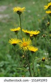 Image result for Inula hirta