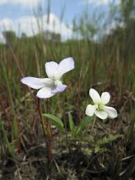Attēlu rezultāti vaicājumam “Cnidium dubium”