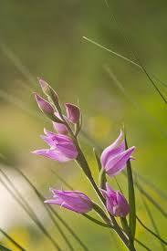 Attēlu rezultāti vaicājumam “Cephalanthera rubra bud”