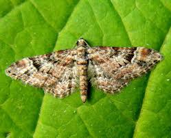 Attēlu rezultāti vaicājumam “Gymnoscelis rufifasciata”