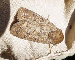 Attēlu rezultāti vaicājumam “Hoplodrina octogenaria”