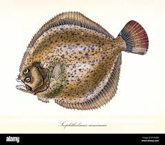 Image result for Scophthalmus maximus