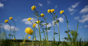 Image result for Trollblume