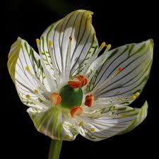 Attēlu rezultāti vaicājumam “Parnassiaceae”