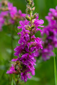 Attēlu rezultāti vaicājumam “Lythraceae”