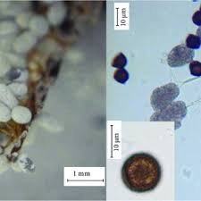Attēlu rezultāti vaicājumam “Physarum daamsii spores”