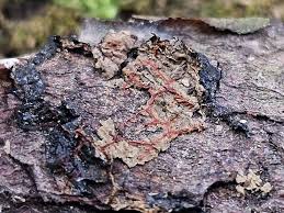 Attēlu rezultāti vaicājumam “Badhamiopsis macrospora”