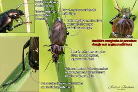 Attēlu rezultāti vaicājumam “Poecilus cupreus”