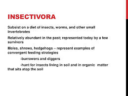 Attēlu rezultāti vaicājumam “Insectivora”
