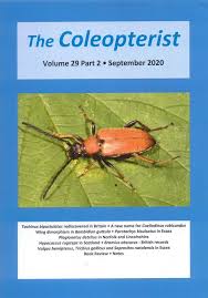 Attēlu rezultāti vaicājumam “Hypocaccus rugiceps”