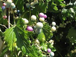 Attēlu rezultāti vaicājumam “Ampelopsis glandulosa var. brevipedunculata”