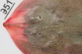 Image result for Raja asterias