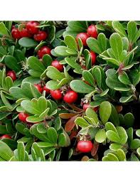 Attēlu rezultāti vaicājumam “Arctostaphylos uva-ursi fruit”