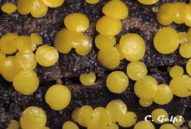 Attēlu rezultāti vaicājumam “Bisporella citrina”