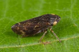 Attēlu rezultāti vaicājumam “Aphrophoridae imago”