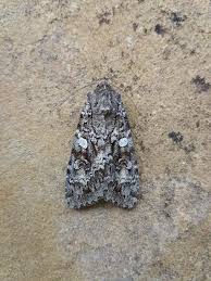 Attēlu rezultāti vaicājumam “Eurois occulta”