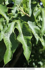 Attēlu rezultāti vaicājumam “Aesculus flava leaf”