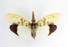 Attēlu rezultāti vaicājumam “Fuligo licentii macro”