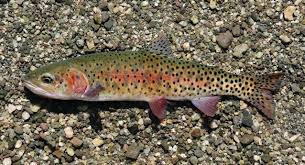 Image result for Oncorhynchus
