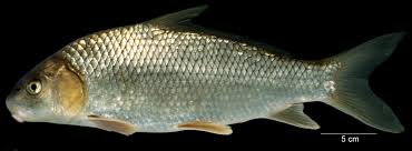 Image result for Carpiodes carpio