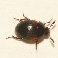 Attēlu rezultāti vaicājumam “Anisotoma humeralis”