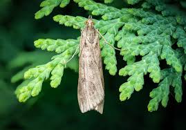 Attēlu rezultāti vaicājumam “Nomophila noctuella”