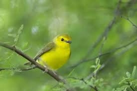Image result for Wilsonia citrina