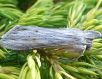 Attēlu rezultāti vaicājumam “Cucullia umbratica”