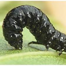 Attēlu rezultāti vaicājumam “Agelastica alni larva”