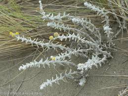 Attēlu rezultāti vaicājumam “Anthyllis maritima bud”