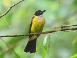 Attēlu rezultāti vaicājumam “Leucogyrophana sororia”