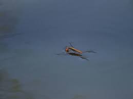 Attēlu rezultāti vaicājumam “Limnoporus rufoscutellatus”