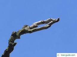 Attēlu rezultāti vaicājumam “Gymnocladus dioicus bud”