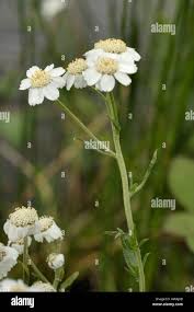 Attēlu rezultāti vaicājumam “Achillea ptarmica flower”