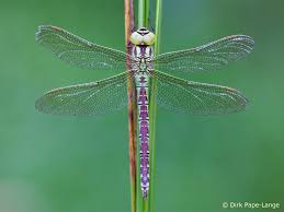 Attēlu rezultāti vaicājumam “Aeshna viridis”