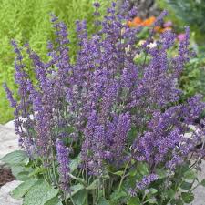 Attēlu rezultāti vaicājumam “Salvia verticillata”