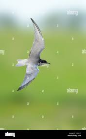 Attēlu rezultāti vaicājumam “Chlidonias niger”